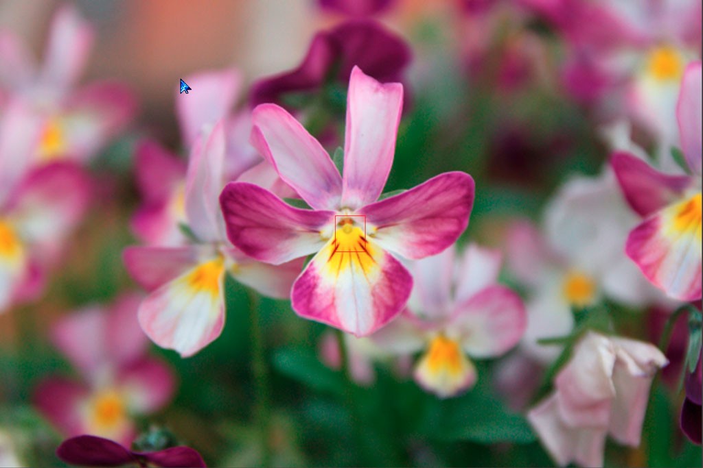 Click image for larger version

Name:	Flowers-2.jpg
Views:	46
Size:	95.2 KB
ID:	458635