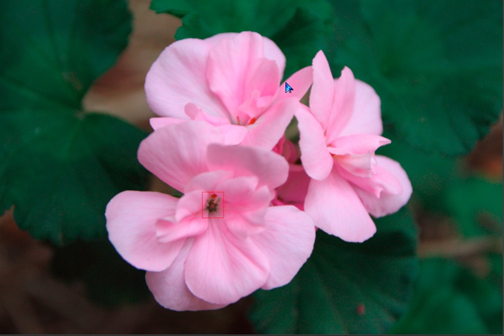 Click image for larger version

Name:	Flowers-5.jpg
Views:	48
Size:	97.2 KB
ID:	458638