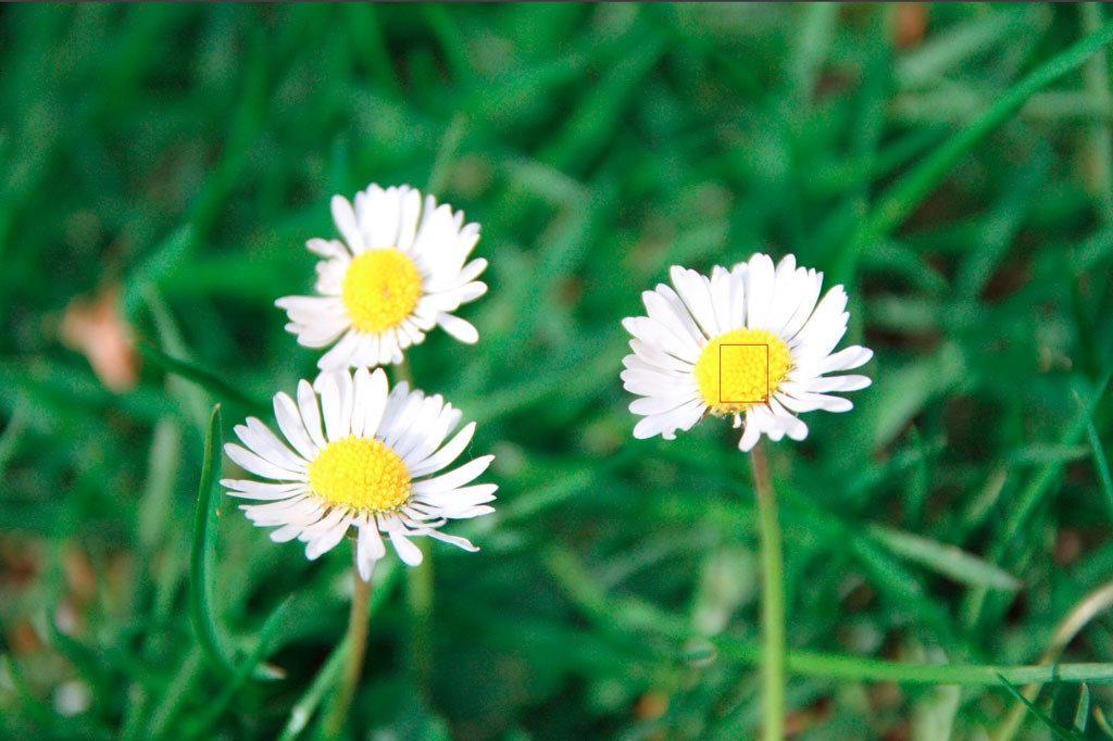 Click image for larger version

Name:	Flowers-7.jpg
Views:	39
Size:	138.9 KB
ID:	458640