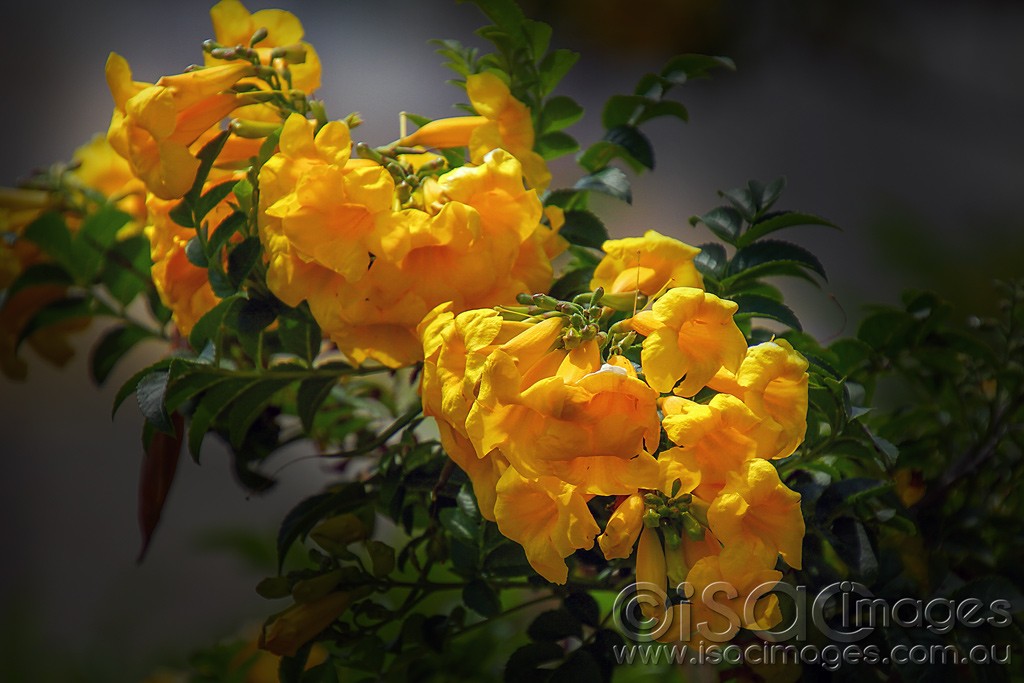 Click image for larger version

Name:	0413-Yellow-Flowers-E.jpg
Views:	26
Size:	136.3 KB
ID:	459071