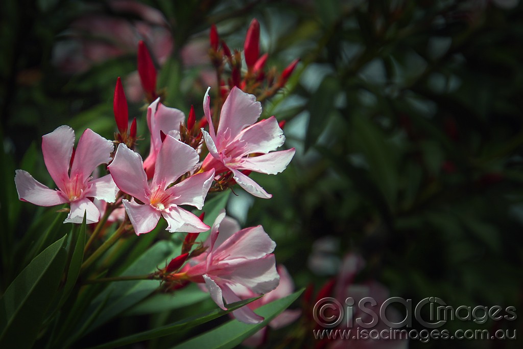 Click image for larger version

Name:	0416-Pink-Flowers-E.jpg
Views:	27
Size:	115.0 KB
ID:	459072