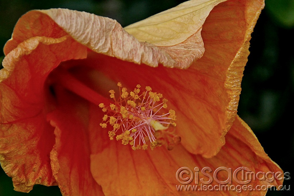 Click image for larger version

Name:	0425-Hibidcus-E.jpg
Views:	27
Size:	171.1 KB
ID:	459073