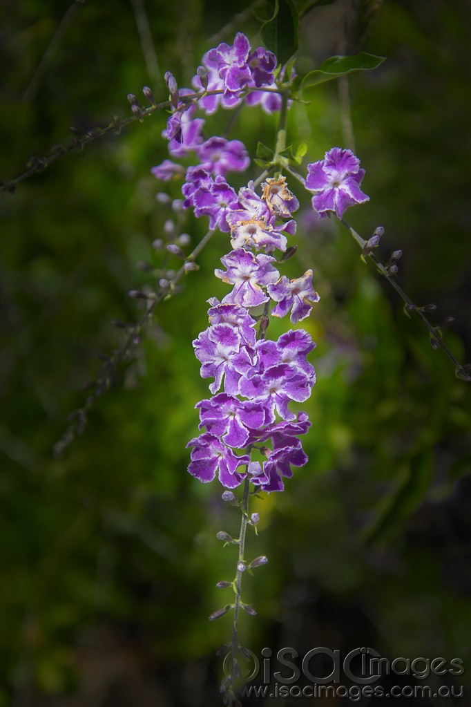 Click image for larger version

Name:	0004-Potato_Flower.jpg
Views:	31
Size:	116.8 KB
ID:	459077