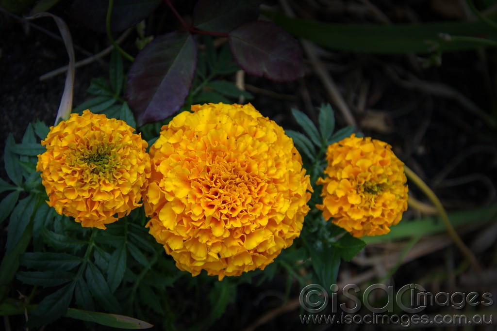 Click image for larger version

Name:	0010-Marigolds.jpg
Views:	37
Size:	138.9 KB
ID:	459078