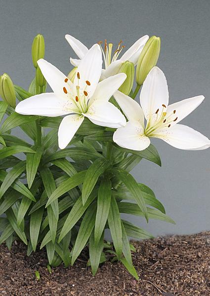 Click image for larger version

Name:	Asiatic Lilium A.jpg
Views:	97
Size:	154.6 KB
ID:	459254