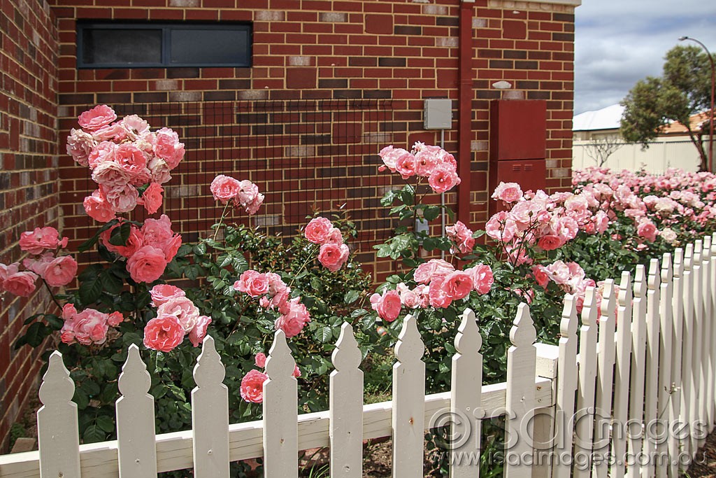 Click image for larger version

Name:	0129-Cottage_Roses.jpg
Views:	33
Size:	264.5 KB
ID:	459262