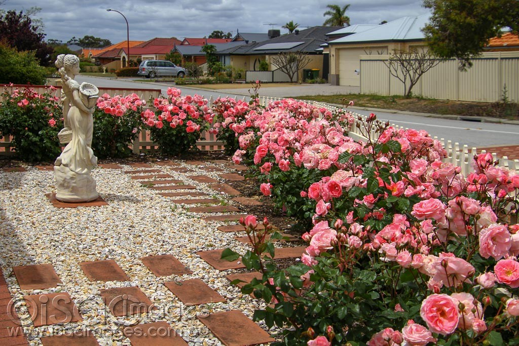 Click image for larger version

Name:	0130-Cottage_Roses.jpg
Views:	29
Size:	296.2 KB
ID:	459263