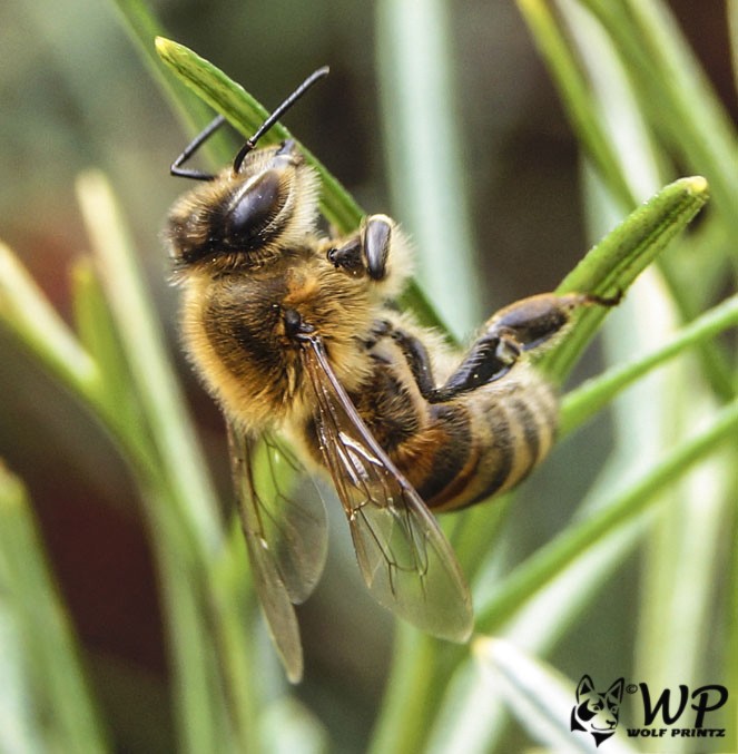 Click image for larger version

Name:	Bee 08-09-2017   (164).jpg
Views:	48
Size:	91.7 KB
ID:	459886