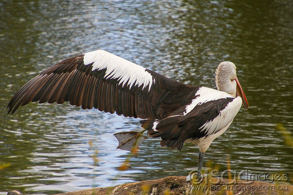Click image for larger version

Name:	0101-Pelican.jpg
Views:	42
Size:	214.0 KB
ID:	460246