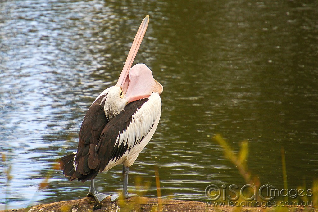 Click image for larger version

Name:	0110-Pelican.jpg
Views:	49
Size:	193.0 KB
ID:	460247