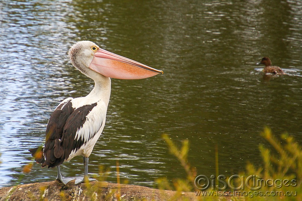 Click image for larger version

Name:	0117-Pelican.jpg
Views:	50
Size:	208.1 KB
ID:	460248