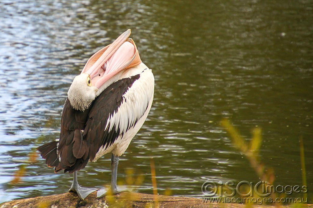 Click image for larger version

Name:	0112-Pelican.jpg
Views:	48
Size:	195.0 KB
ID:	460249