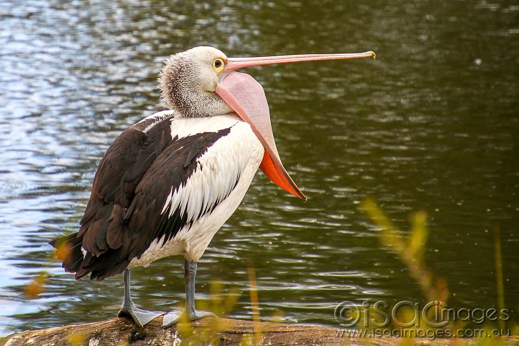 Click image for larger version

Name:	0106-Pelican.jpg
Views:	67
Size:	203.1 KB
ID:	460250