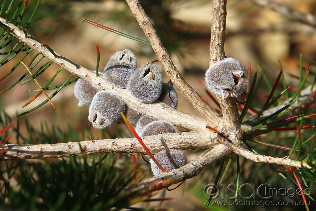 Click image for larger version

Name:	0084-Single-Sided-Bottlebrush-Pods.jpg
Views:	50
Size:	212.0 KB
ID:	460435