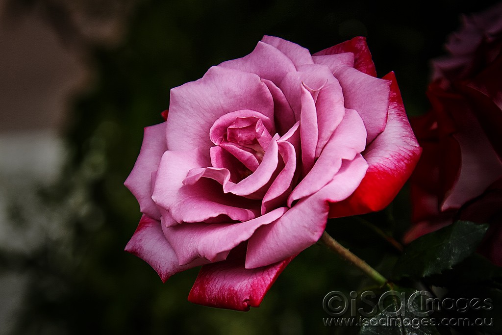 Click image for larger version

Name:	0181-Rose.jpg
Views:	28
Size:	126.9 KB
ID:	460657