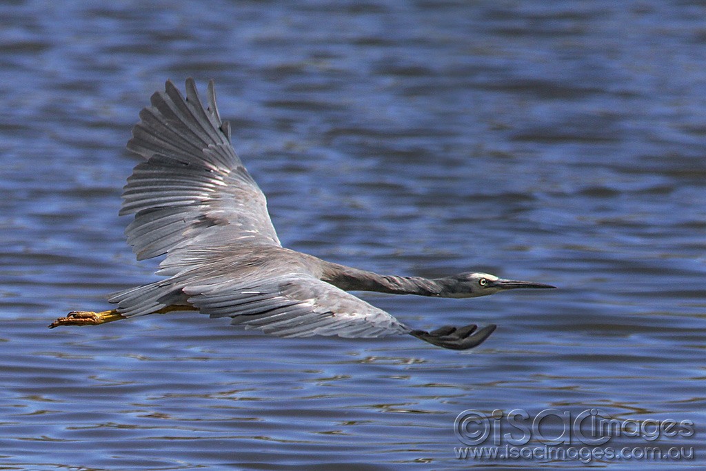Click image for larger version

Name:	0344-White-Faced-Heron.jpg
Views:	21
Size:	172.9 KB
ID:	461008