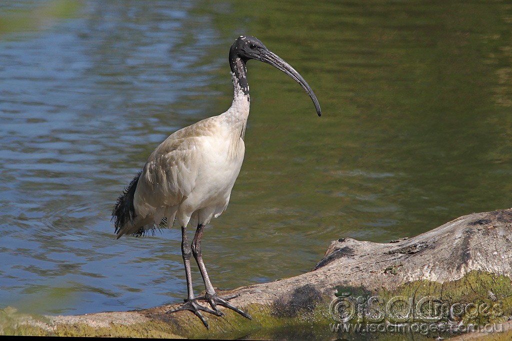Click image for larger version

Name:	0396-Ibis.jpg
Views:	20
Size:	178.7 KB
ID:	461017