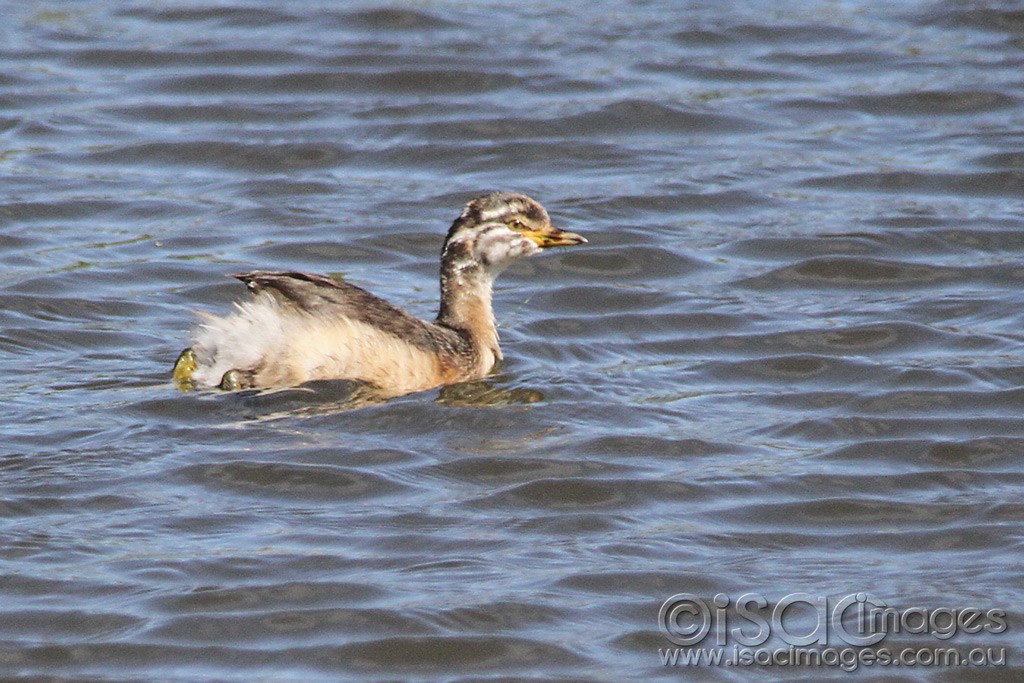 Click image for larger version

Name:	0437-Grebe.jpg
Views:	20
Size:	199.2 KB
ID:	461016