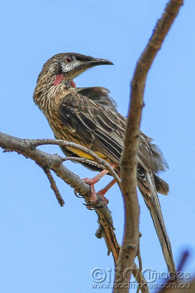 Click image for larger version

Name:	0359-Wattle-Bird.jpg
Views:	16
Size:	187.0 KB
ID:	461018