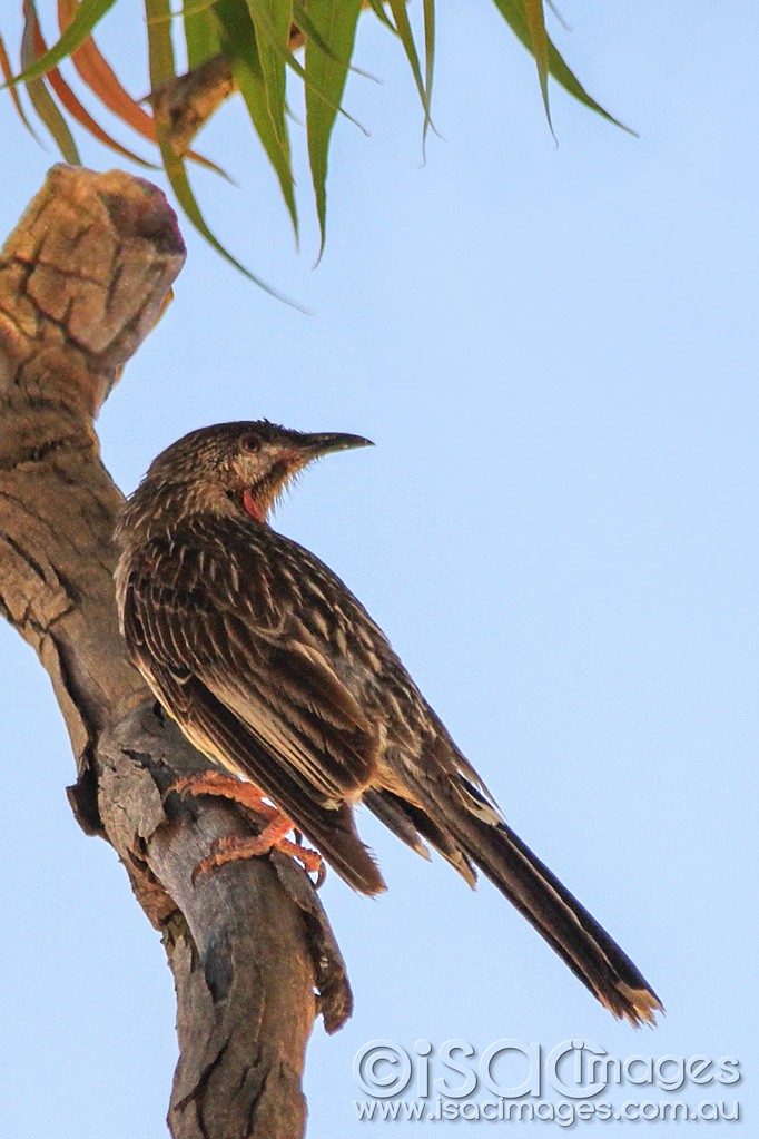 Click image for larger version

Name:	0146-Red-Watle-Bird.jpg
Views:	50
Size:	160.2 KB
ID:	461278