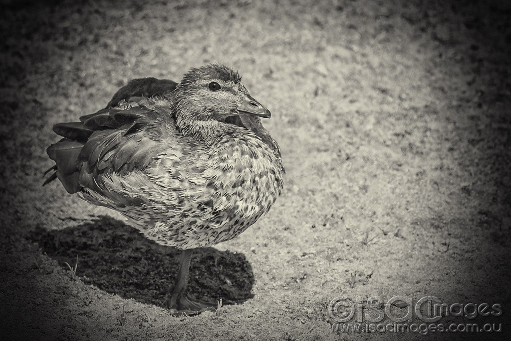 Click image for larger version

Name:	0135-Wood-DuckBW.jpg
Views:	42
Size:	228.0 KB
ID:	461279