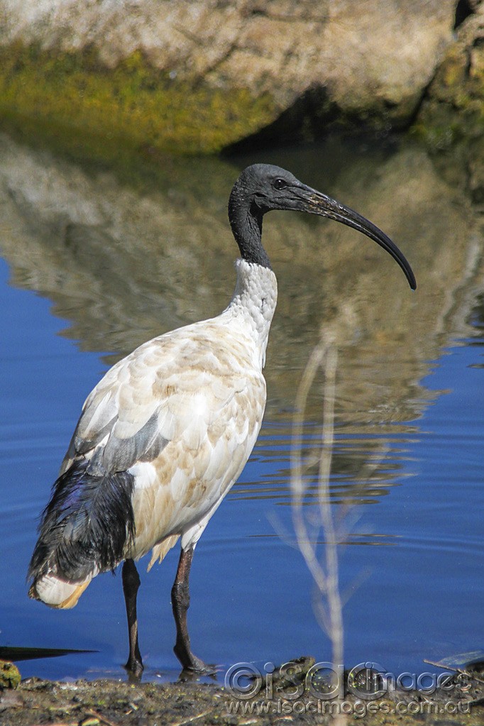 Click image for larger version

Name:	0111-Ibis.jpg
Views:	30
Size:	181.0 KB
ID:	461281