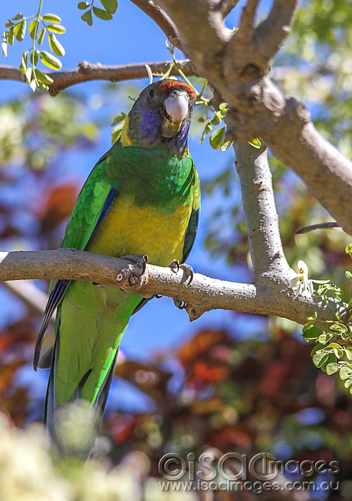Click image for larger version

Name:	0044-Twenty-Eight-Parrot.jpg
Views:	35
Size:	208.6 KB
ID:	461284
