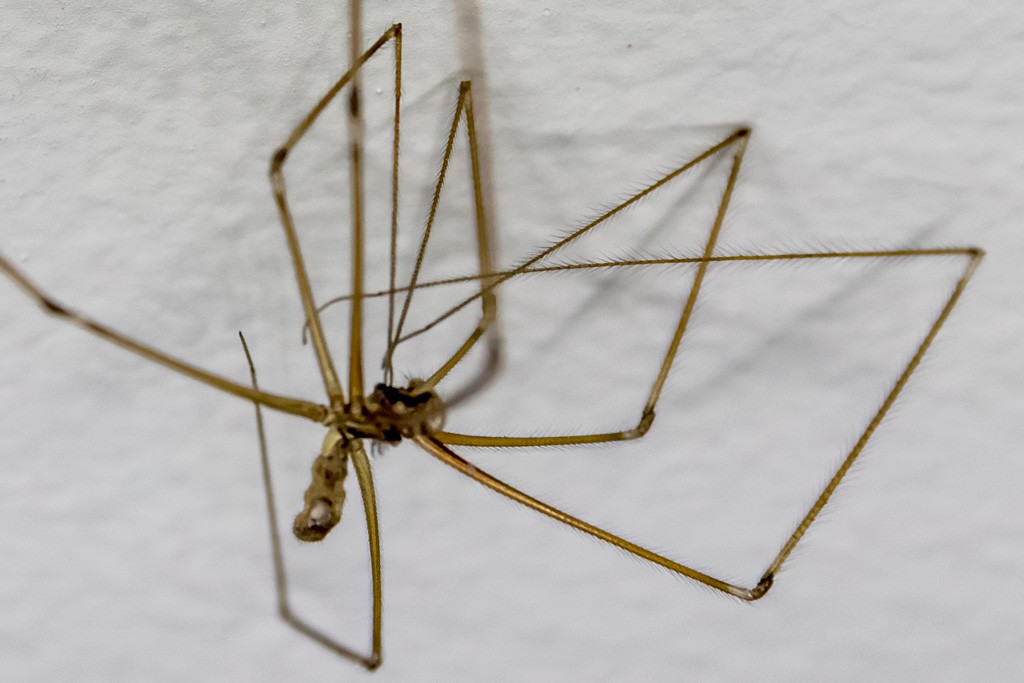 Click image for larger version

Name:	Spider.jpg
Views:	26
Size:	116.0 KB
ID:	461309