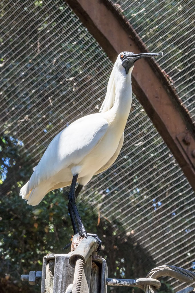 Click image for larger version

Name:	A Day At The Zoo_0114.jpg
Views:	84
Size:	211.6 KB
ID:	461366