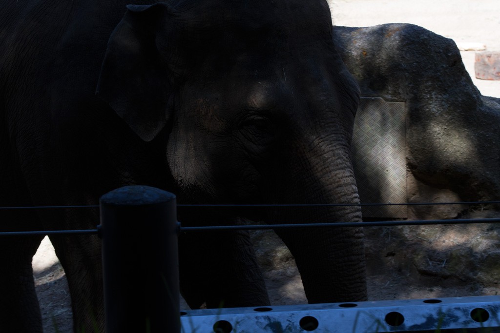 Click image for larger version

Name:	A Day At The Zoo_0056.jpg
Views:	33
Size:	111.1 KB
ID:	461376