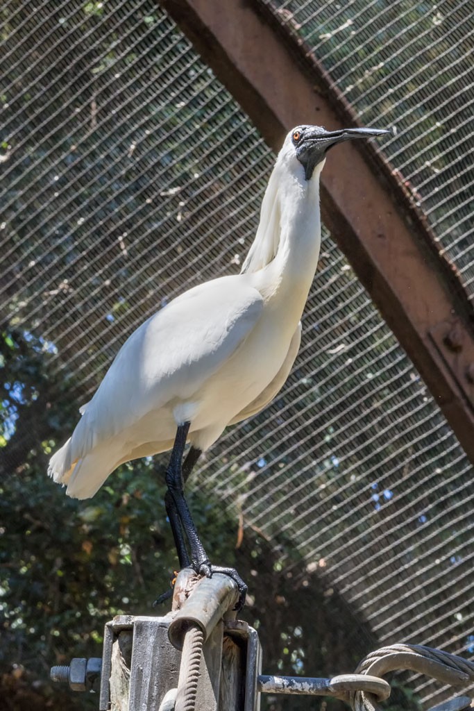 Click image for larger version

Name:	A Day At The Zoo_0114 Dodge.jpg
Views:	31
Size:	203.3 KB
ID:	461379