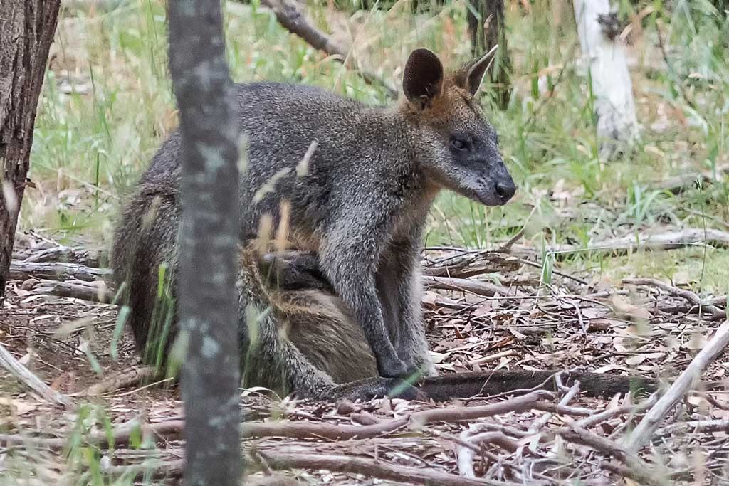Click image for larger version

Name:	Wallaby.jpg
Views:	38
Size:	229.1 KB
ID:	461535