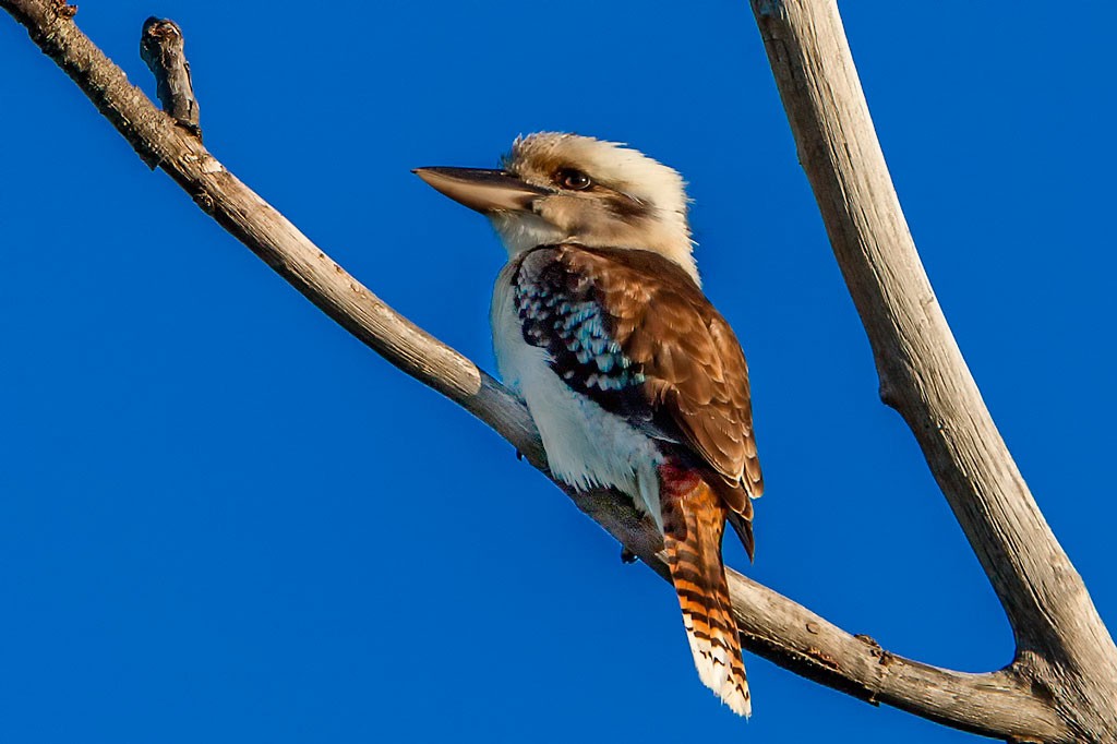 Click image for larger version

Name:	Another Kooka (Dodge).jpg
Views:	44
Size:	107.3 KB
ID:	461593