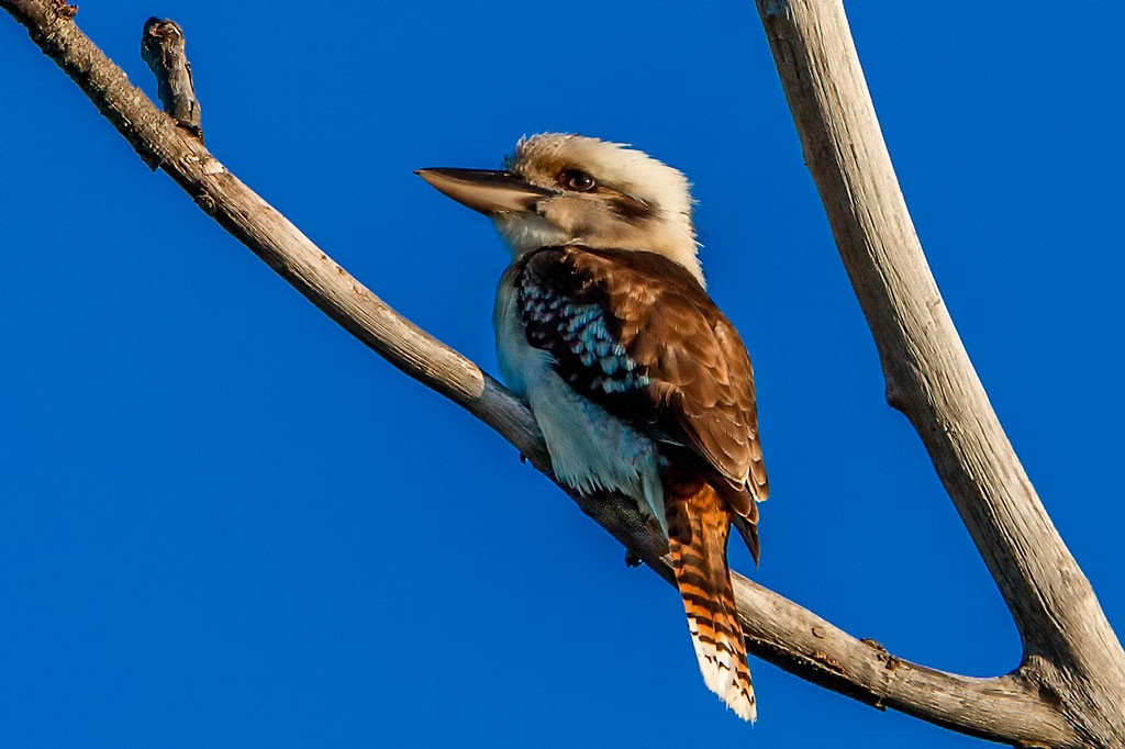 Click image for larger version

Name:	Another Kooka (Dodge).jpg
Views:	41
Size:	106.1 KB
ID:	461608