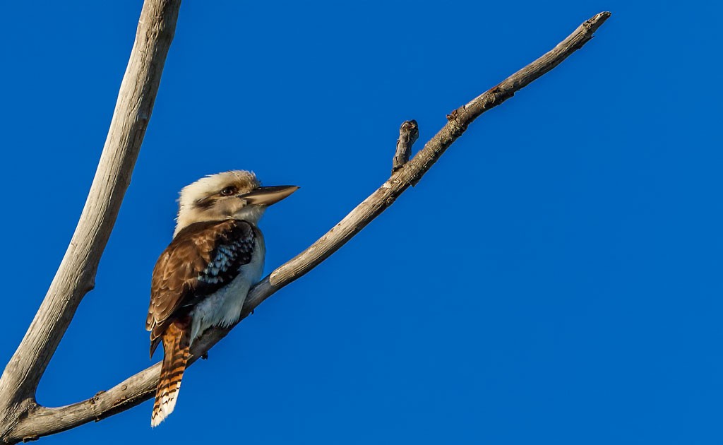 Click image for larger version

Name:	Kooka (Flip +Dodge).jpg
Views:	41
Size:	67.1 KB
ID:	461630
