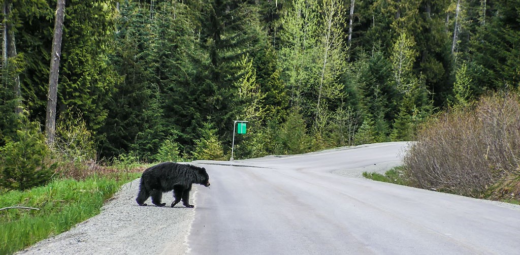 Click image for larger version

Name:	Hells Gate Drive 057.jpg
Views:	36
Size:	211.1 KB
ID:	461668
