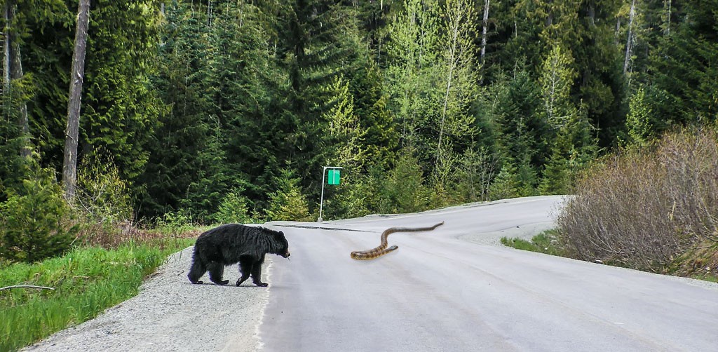Click image for larger version

Name:	Bear and Snake.jpg
Views:	41
Size:	212.3 KB
ID:	461733