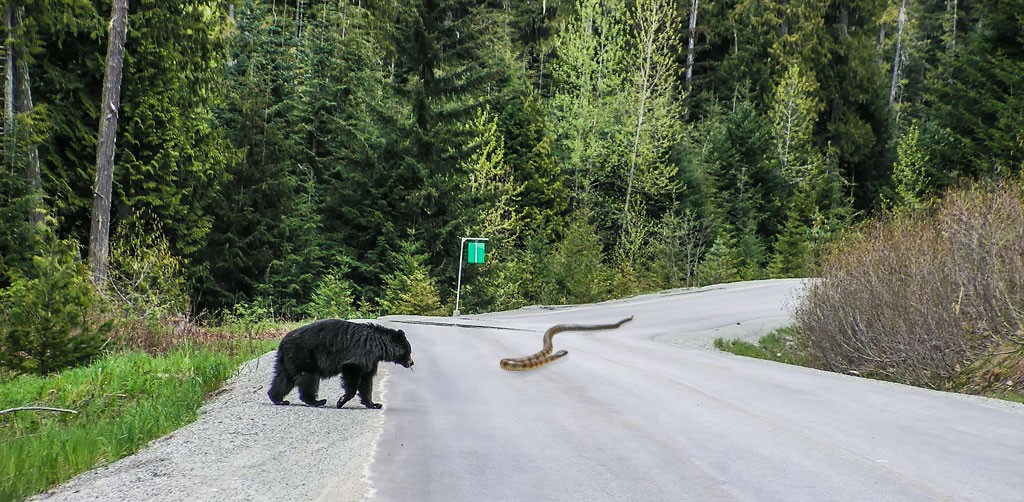 Click image for larger version

Name:	Bear and Snake.jpg
Views:	52
Size:	212.3 KB
ID:	461733