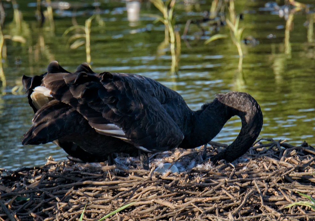 Click image for larger version

Name:	20190116_Eagleby_0024_sml.jpg
Views:	25
Size:	194.4 KB
ID:	462082