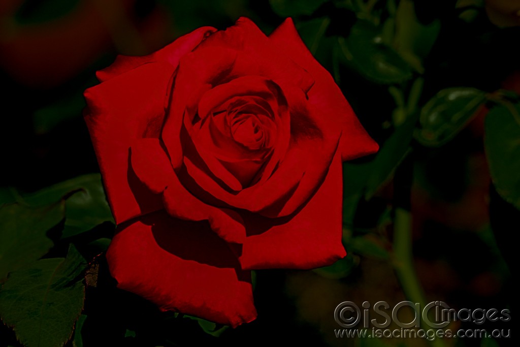 Click image for larger version

Name:	0546-Red-Rose.jpg
Views:	43
Size:	77.3 KB
ID:	462177