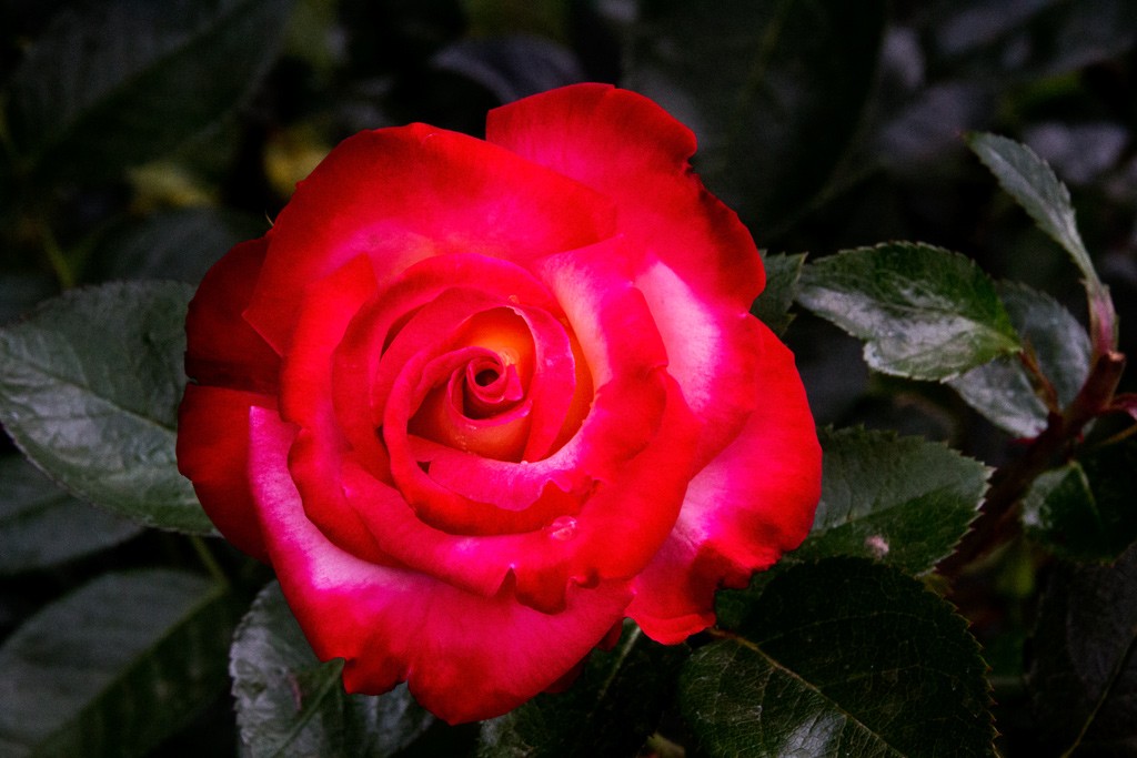 Click image for larger version

Name:	1809_MG_1048.jpg
Views:	30
Size:	126.1 KB
ID:	462182