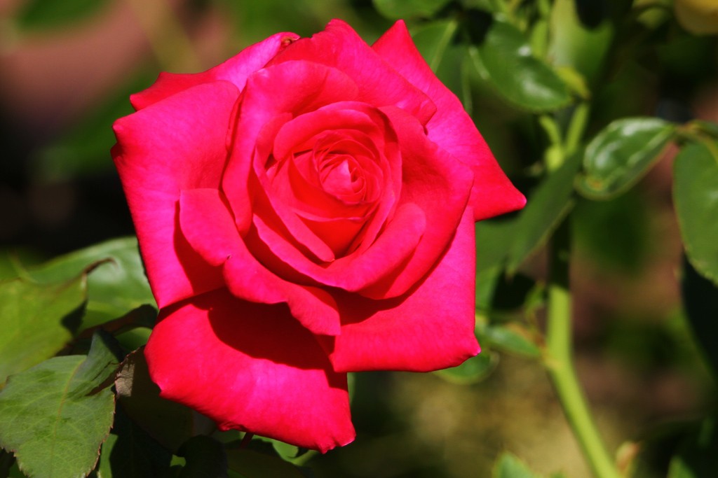 Click image for larger version

Name:	0546-Red-Rose-Original.jpg
Views:	41
Size:	103.0 KB
ID:	462193