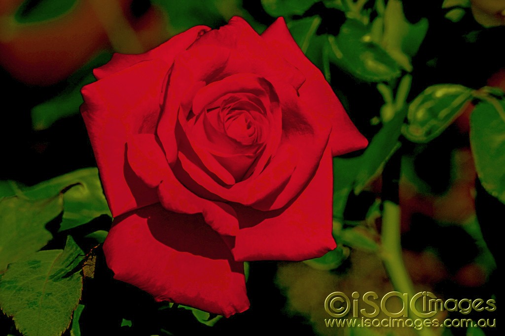 Click image for larger version

Name:	0546-Red-Rose-E.jpg
Views:	35
Size:	114.1 KB
ID:	462291