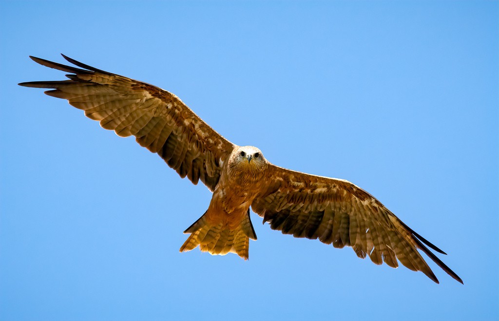 Click image for larger version

Name:	Bird 13.jpg
Views:	44
Size:	83.3 KB
ID:	462546