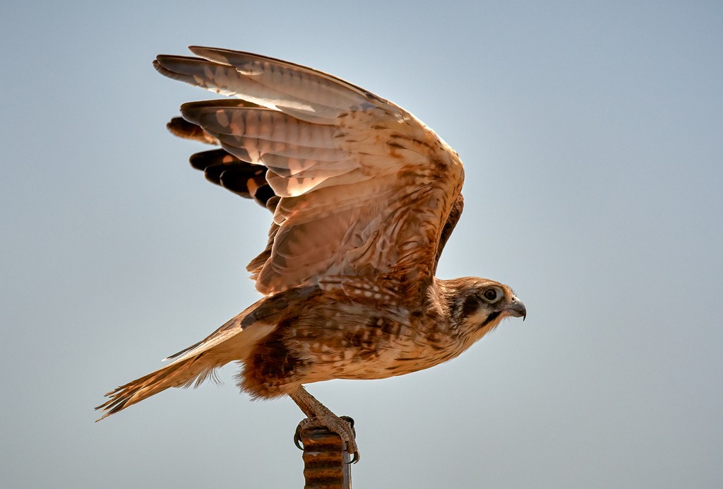 Click image for larger version

Name:	Bird 15.jpg
Views:	45
Size:	96.9 KB
ID:	462548