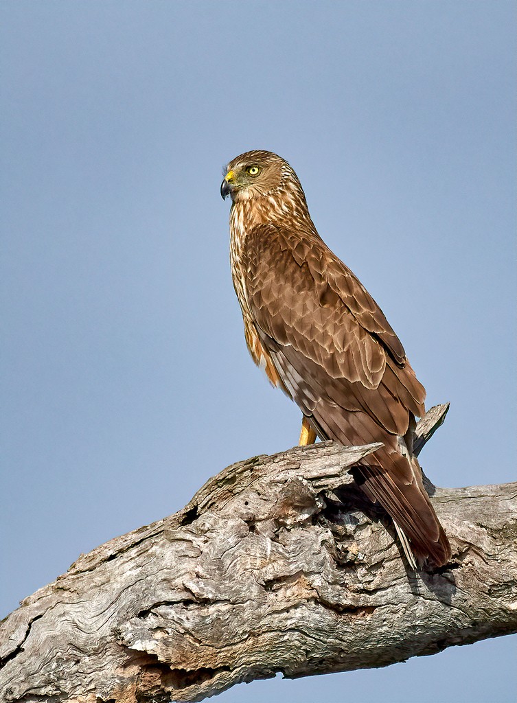 Click image for larger version

Name:	Bird 11.jpg
Views:	49
Size:	207.8 KB
ID:	462551