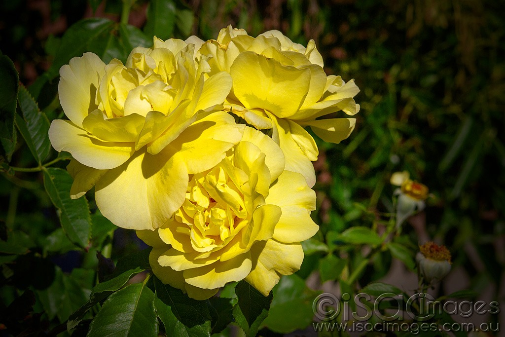 Click image for larger version

Name:	0243-Yellow-Roses.jpg
Views:	58
Size:	170.2 KB
ID:	462787