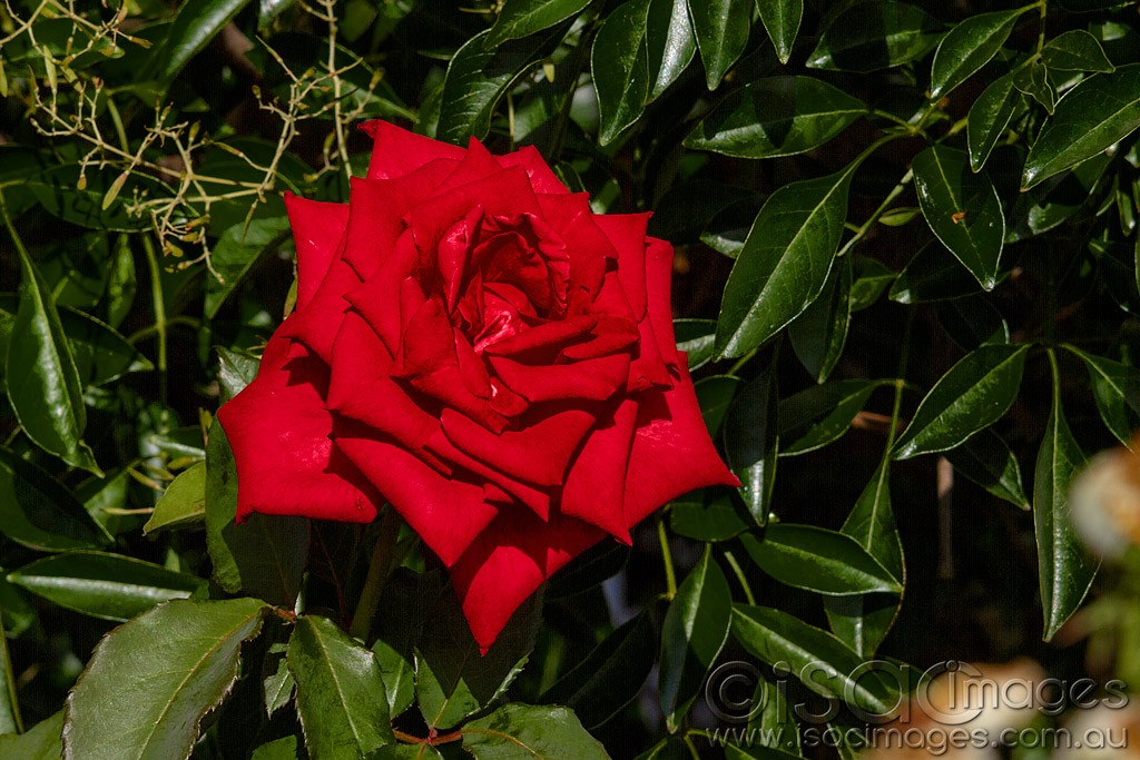 Click image for larger version

Name:	0250-Red-Rose.jpg
Views:	39
Size:	206.7 KB
ID:	462788