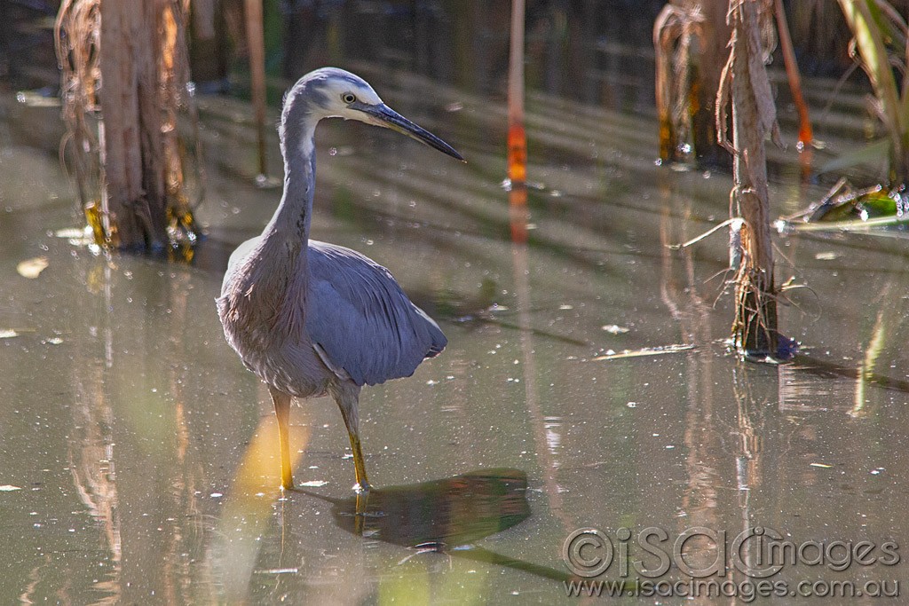 Click image for larger version

Name:	0152-White-Faced-Heron.jpg
Views:	54
Size:	220.0 KB
ID:	462796