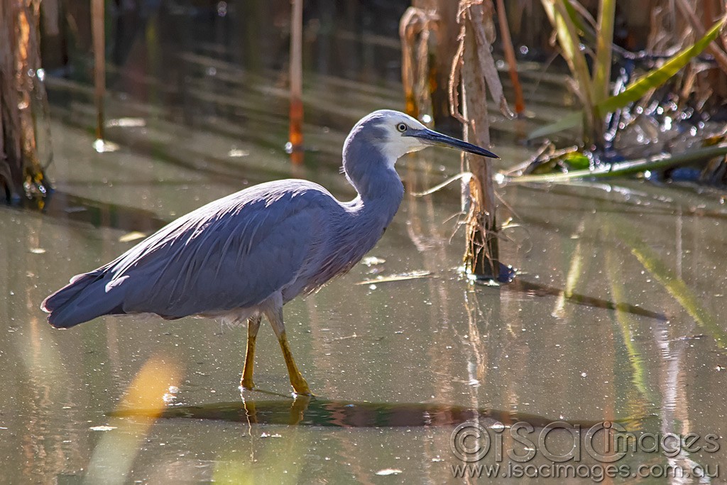Click image for larger version

Name:	0166-White-Faced-Heron.jpg
Views:	43
Size:	202.2 KB
ID:	462797
